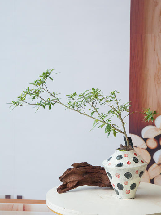 栀子花 商品图0