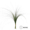 叶材 | 羽毛草（叶尖干枯发黄） 商品缩略图0