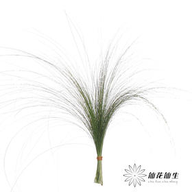 叶材 | 羽毛草（叶尖干枯发黄）