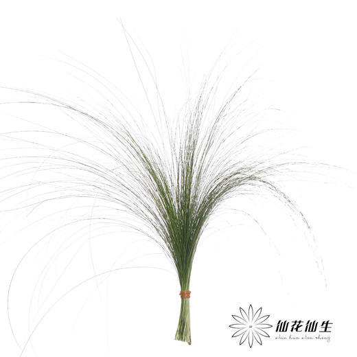 叶材 | 羽毛草（叶尖干枯发黄） 商品图0