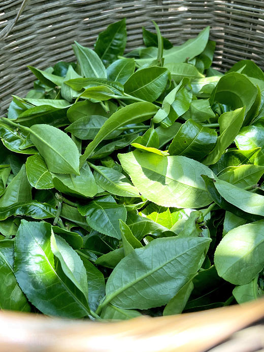 【冰岛古树白茶】2020年云南临沧冰岛白茶 4年陈花果香，357克/饼 5饼/提 拍5发6拍20发25 商品图1