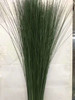 国产配叶-【钢草】 商品缩略图0