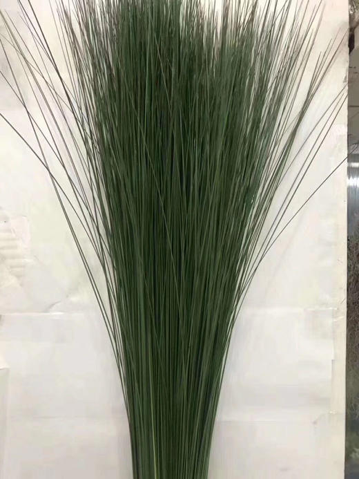 国产配叶-【钢草】 商品图0