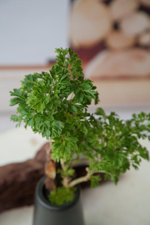 福禄桐 商品图2