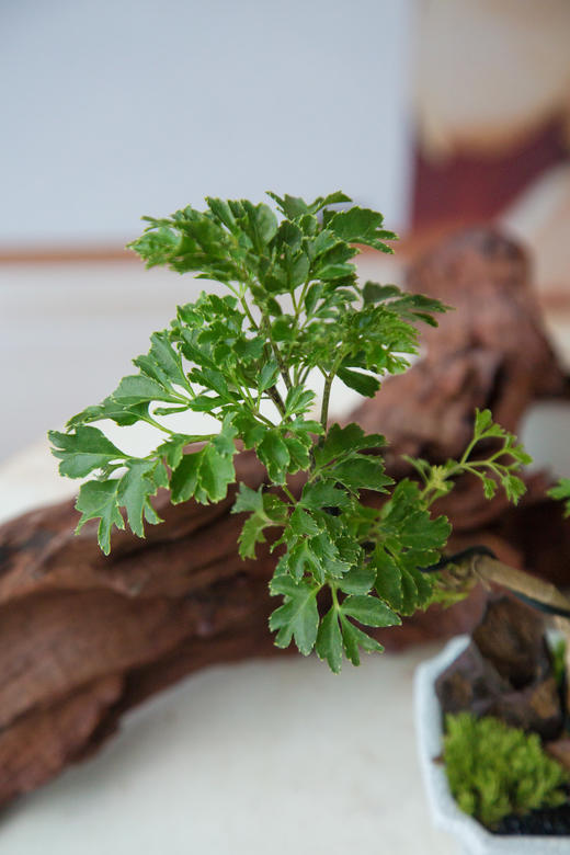 福禄桐 商品图2