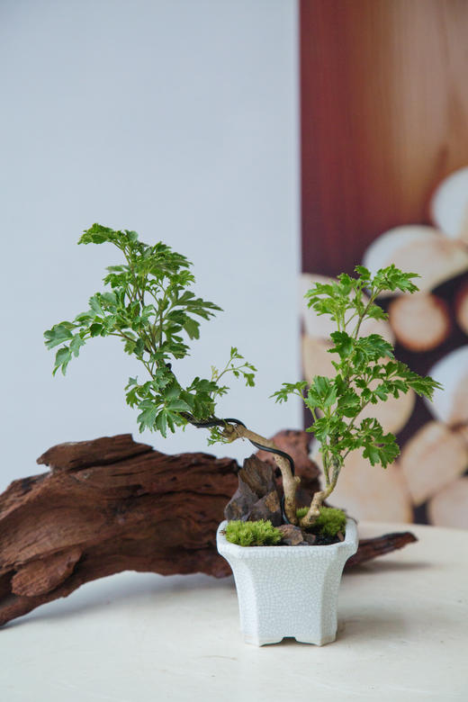 福禄桐 商品图1