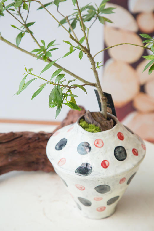 栀子花 商品图1