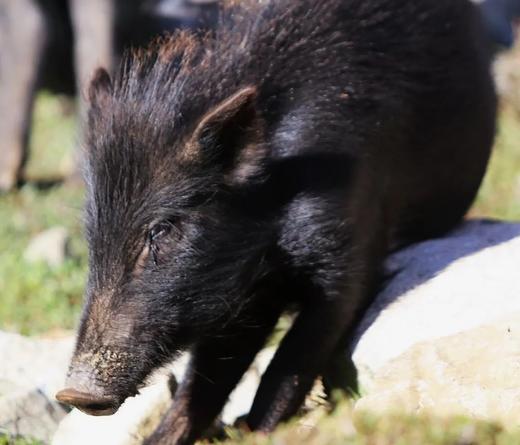 【藏香猪肉/香肠•鲜肉】#顺丰/京东 源自海拔3000米高原 生长于原始森林 肉质鲜香 商品图6