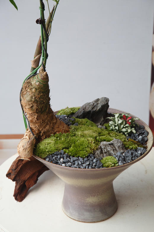 宝塔簕竹 商品图1