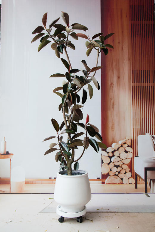 黑金刚 商品图0