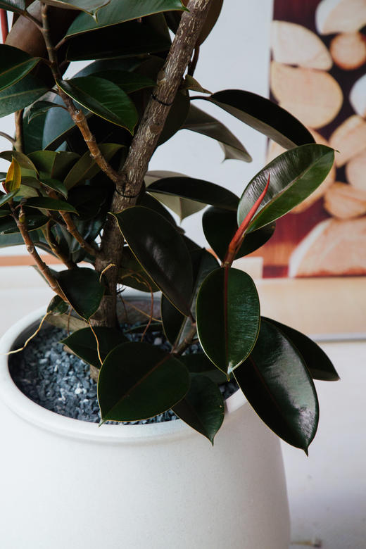 黑金刚 商品图1