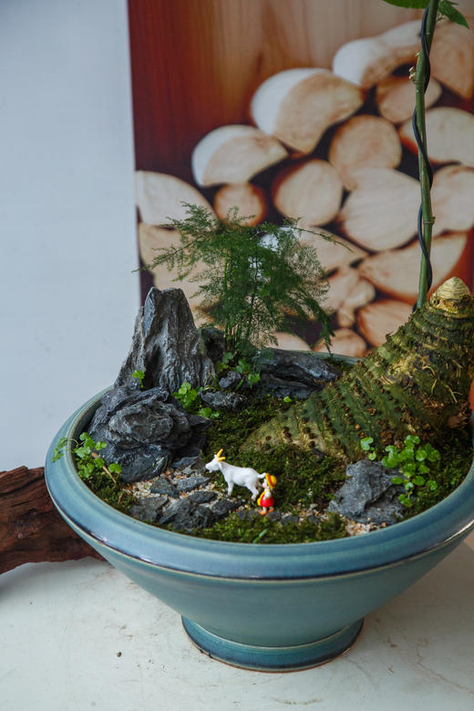 宝塔簕竹 商品图1