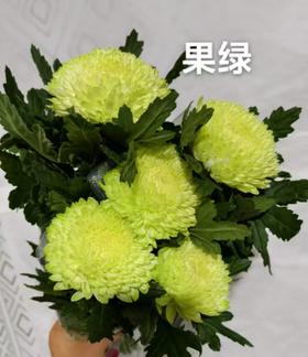 小菊 | 牡丹菊果绿【人工吸染，有色差，慎重下单】