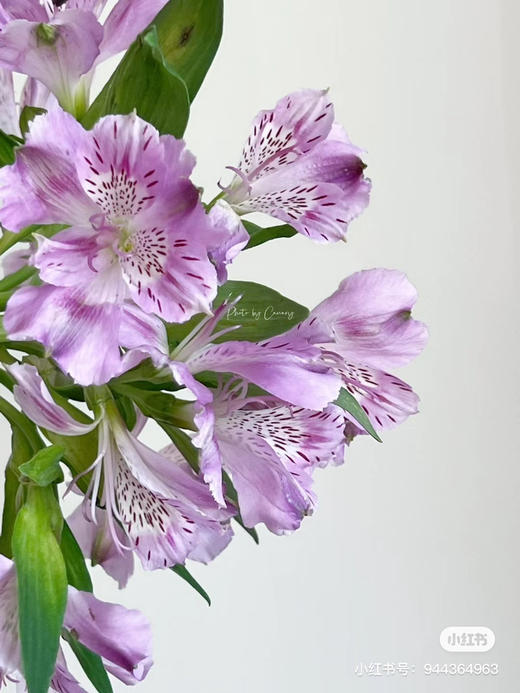 肯尼亚六出花-【浅紫色】 商品图0