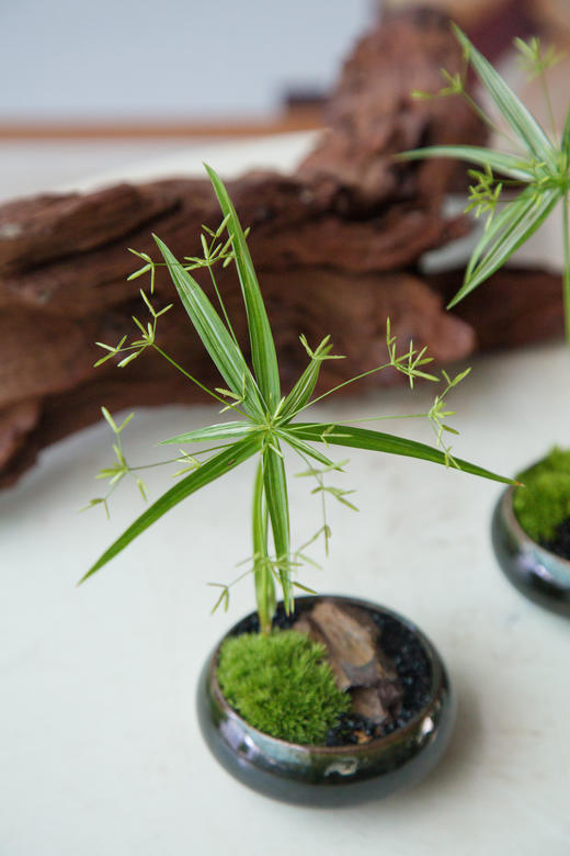 风车草 商品图1