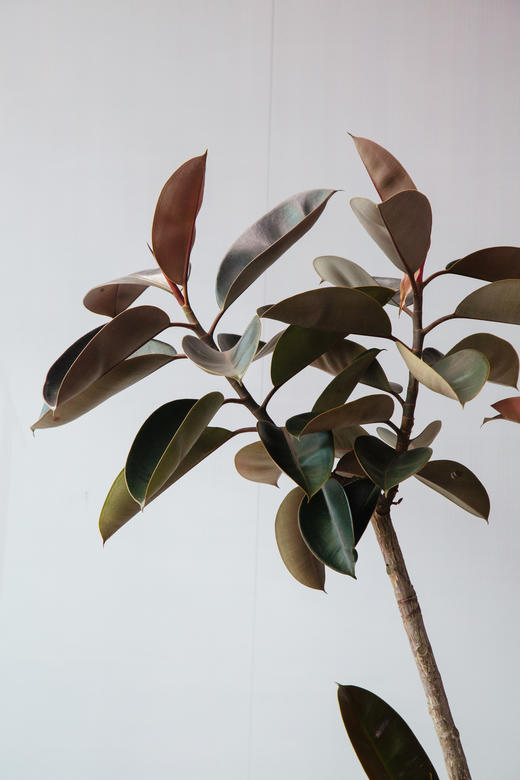 黑金刚 商品图1