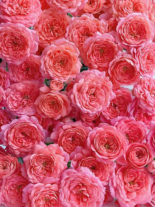 果汁系列多头玫瑰【不是夏日限定，是来日方长】简小姐精选新品 果汁多头玫瑰 10枝 2件包邮 顺丰空运直发 商品图8