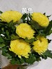 小菊 | 牡丹菊黄色【人工吸染，有色差，慎重下单】 商品缩略图0