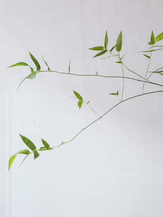 宝塔簕竹 商品图2