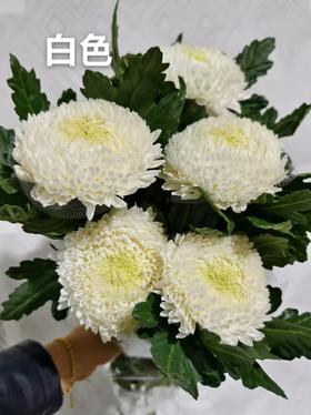 小菊 ｜ 牡丹菊白色