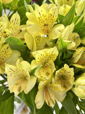 肯尼亚六出花-【Gold】黄