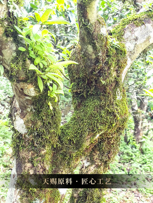 【天宫】36个山头村寨拼配创世配方，只为做传世荣耀作品 普洱茶生茶 品鉴收藏之佳选357克/饼 5饼/提  商品图5