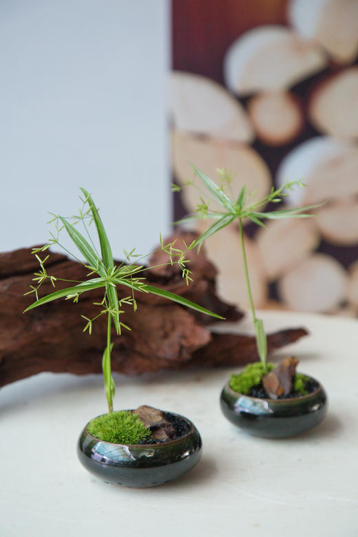 风车草 商品图0