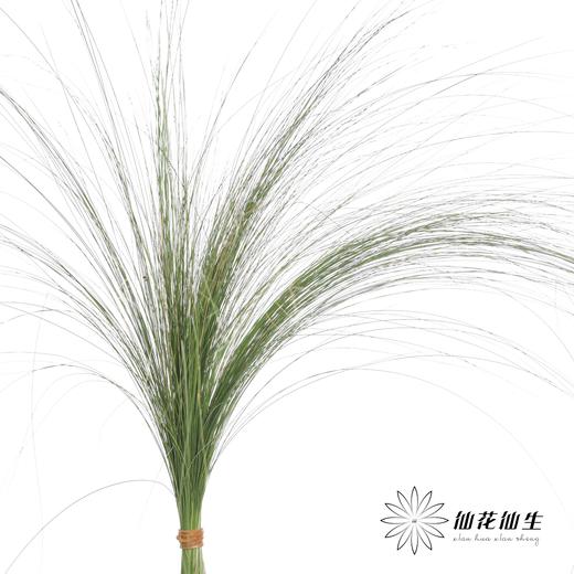 叶材 | 羽毛草（叶尖干枯发黄） 商品图2