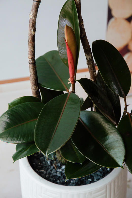 黑金刚 商品图1