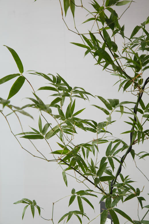 宝塔簕竹 商品图2