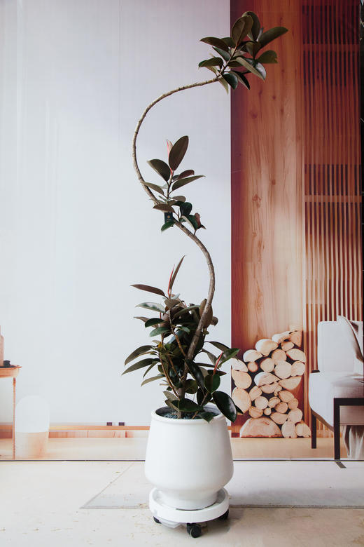 黑金刚 商品图0