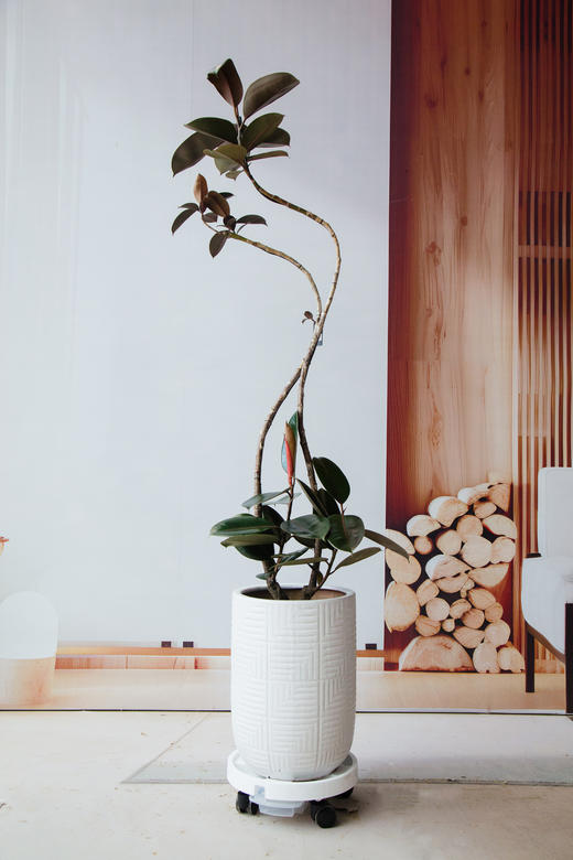 黑金刚 商品图0