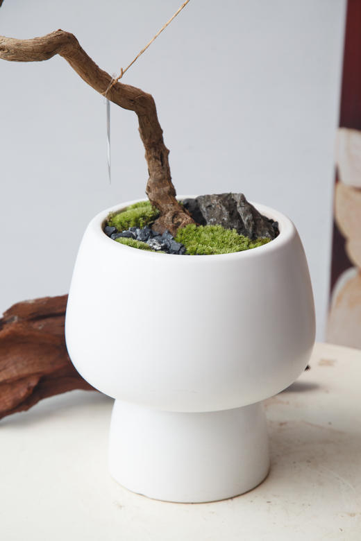 造型黄荆 商品图1