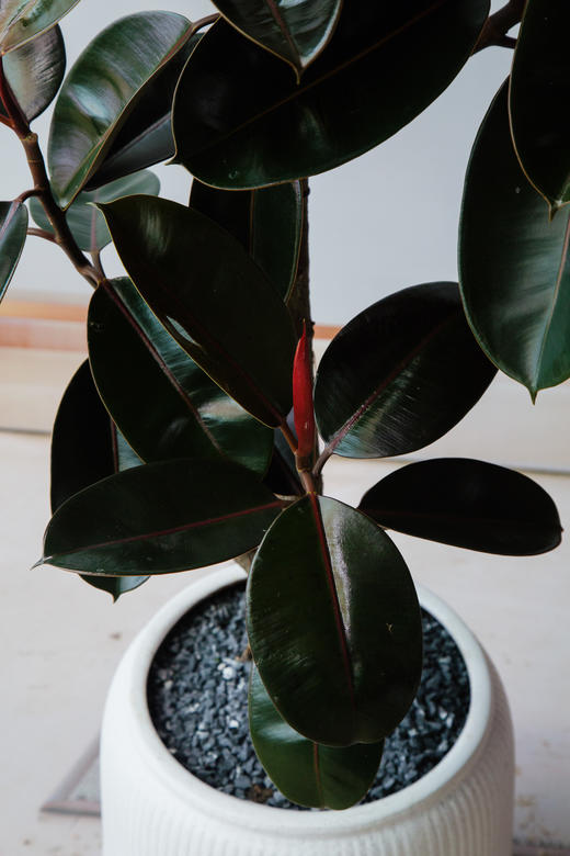 黑金刚 商品图1