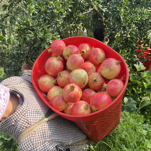 [突尼斯软籽石榴】产地直发来自四川石榴之乡凉山会理县，生态种植的山坡老树果，皮薄、粒大、汁多、味甜! 商品图6