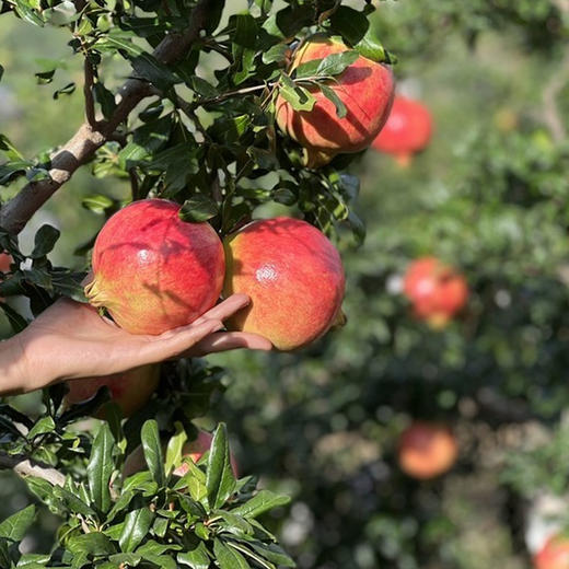 [突尼斯软籽石榴】产地直发来自四川石榴之乡凉山会理县，生态种植的山坡老树果，皮薄、粒大、汁多、味甜! 商品图4