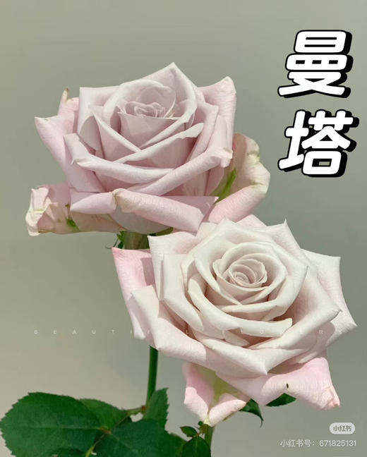 花木里曼塔 商品图0