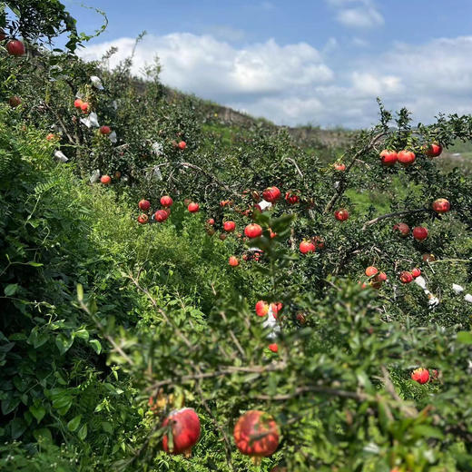 [突尼斯软籽石榴】产地直发来自四川石榴之乡凉山会理县，生态种植的山坡老树果，皮薄、粒大、汁多、味甜! 商品图5