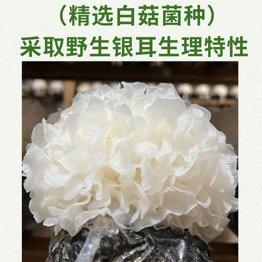 有机银耳 商品图3