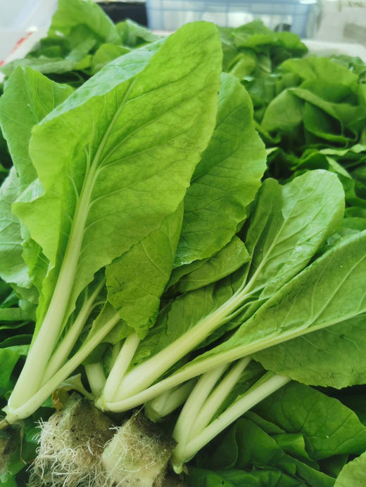 周二配送，水培蔬菜包，水培不用任何化肥农药，蔬菜鲜嫩，味浓，更干净！热爱生活不急着吃，可以回家继续水培！韭菜一斤、快菜一斤、芹菜一斤、小油菜一斤，共4斤 商品图0