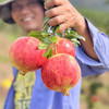 [突尼斯软籽石榴】产地直发来自四川石榴之乡凉山会理县，生态种植的山坡老树果，皮薄、粒大、汁多、味甜! 商品缩略图3