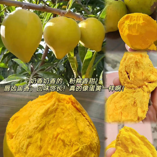 鸡蛋果，粉粉糯糯，唇齿留香！果肉像蛋黄一样，营养价值高！一份约2斤 商品图0