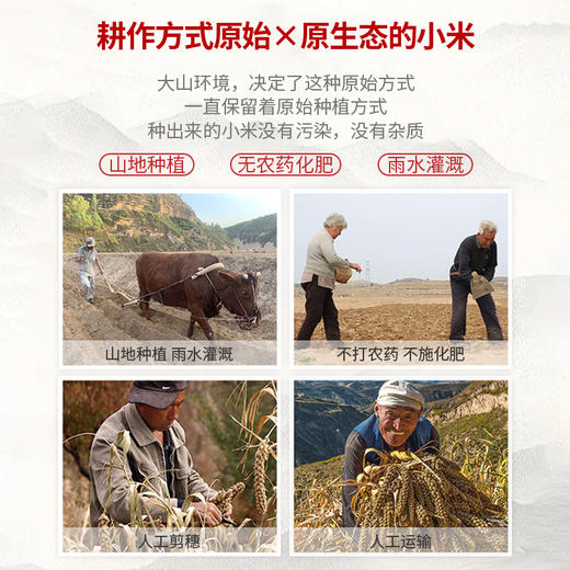 科百佳糯小米500g（KBJ）（仅限福建省内配送，满400元包邮） 商品图1