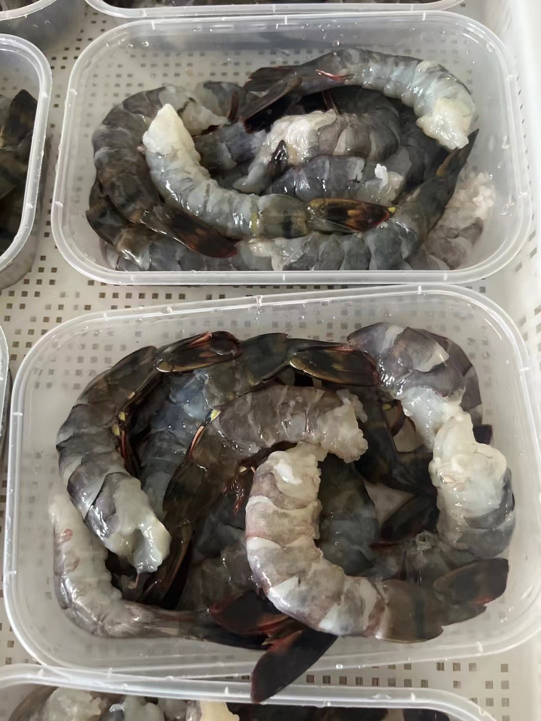 野生黑虎虾