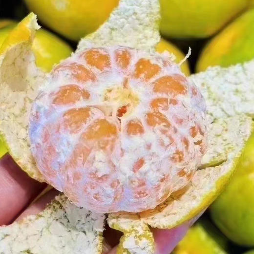 秋天的滋味，高山红土蜜桔🍊每次回味的果香都让人沉醉，悄悄地把秋日都融化在其中。不单送。 商品图4