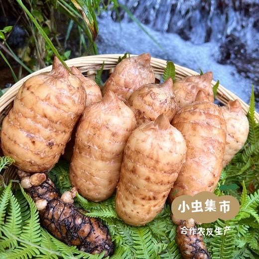 昭通野放鲜乌天麻 3斤/5斤 | 合作农友生产，来自世界天麻原产地云南昭通彝良，生产者：杨德强 *【公平贸易农人定价】 商品图4