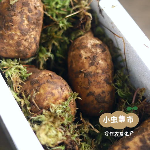 昭通野放鲜乌天麻 3斤/5斤 | 合作农友生产，来自世界天麻原产地云南昭通彝良，生产者：杨德强 *【公平贸易农人定价】 商品图13