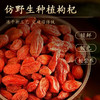零化仿野生枸杞冻干枸杞精品大颗粒泡水营养泡茶新货 商品缩略图1
