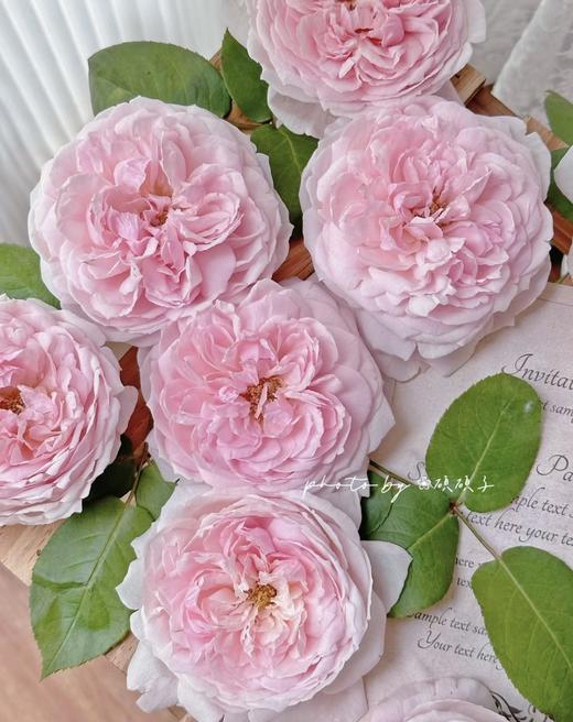 单头玫瑰 | 芍药粉 商品图0