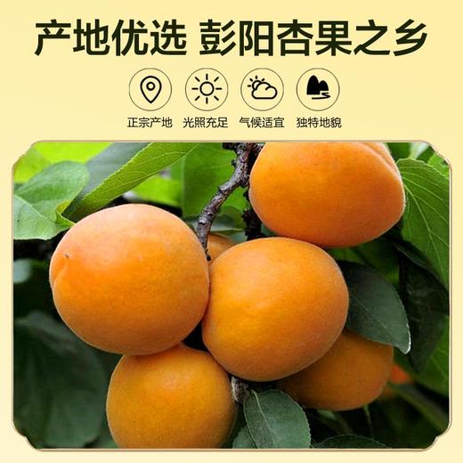 亲彭昊优彭阳杏脯188g（KBJ）（仅限福建省内配送，满400元包邮） 商品图3